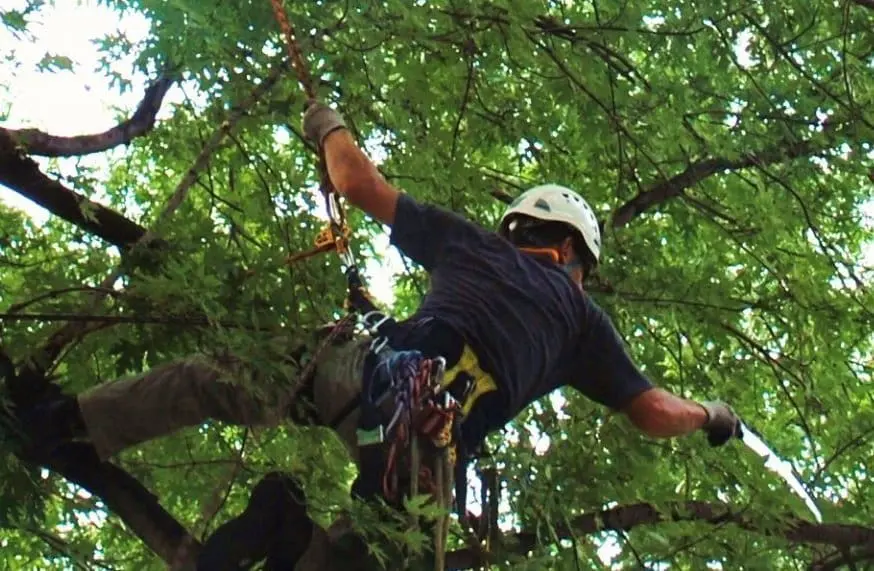 how to trim trees yourself