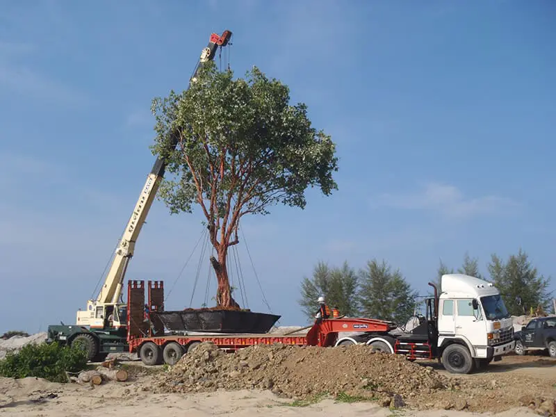 tree trimming service apple valley mn