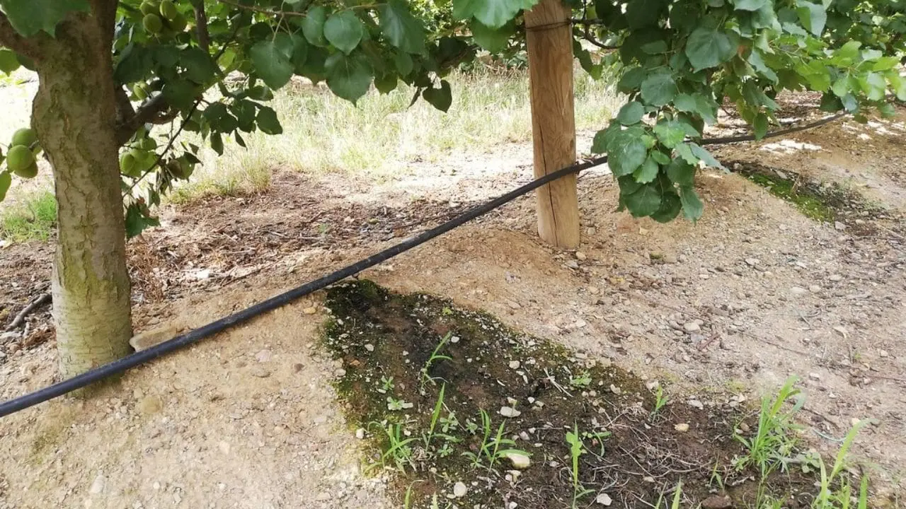 tree health resilience strategy