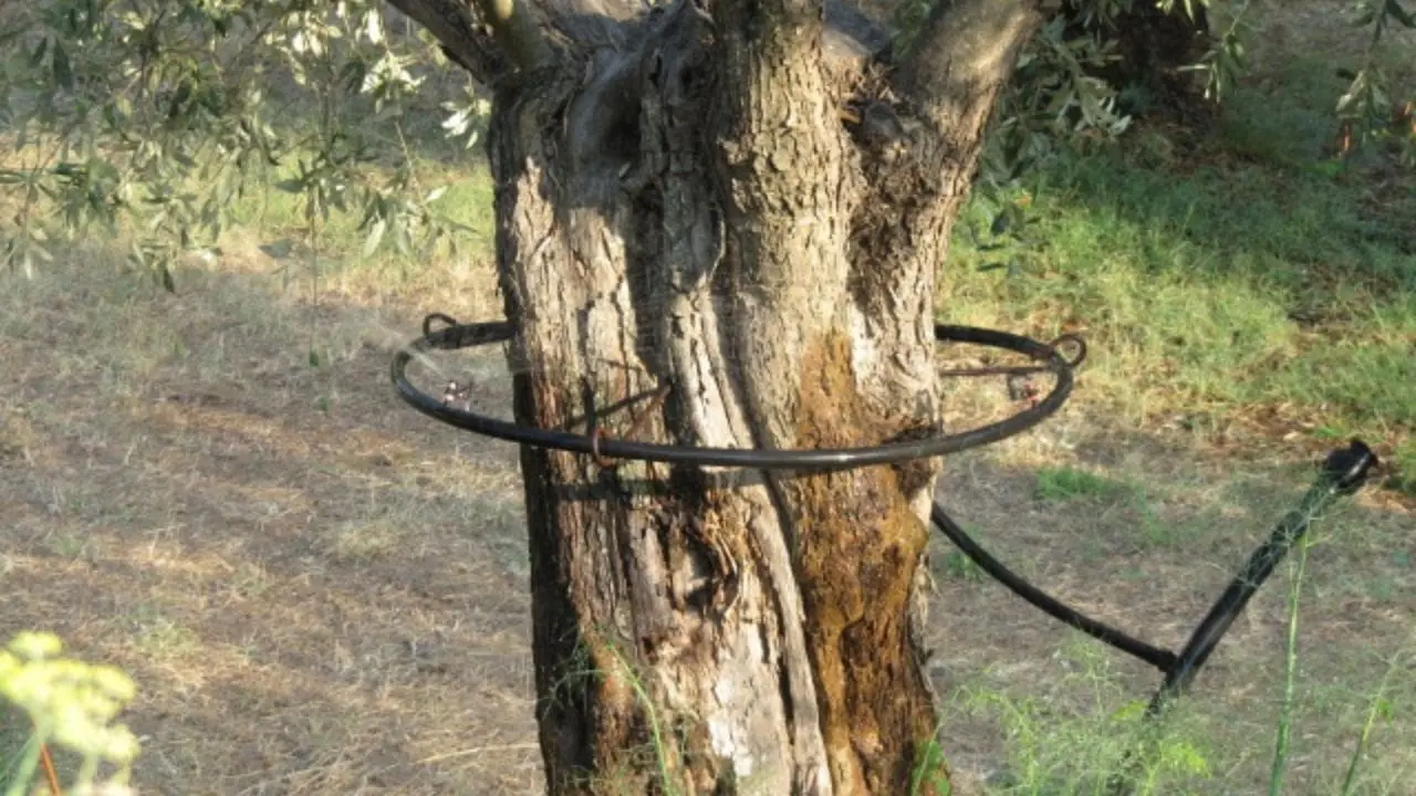 tree care services in my area