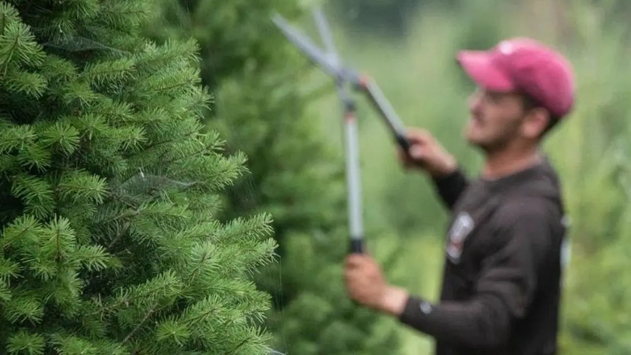 tree health and safety assessments