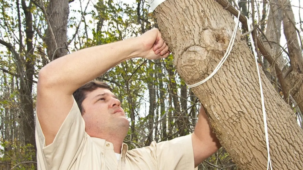 how to take care of a money tree plant