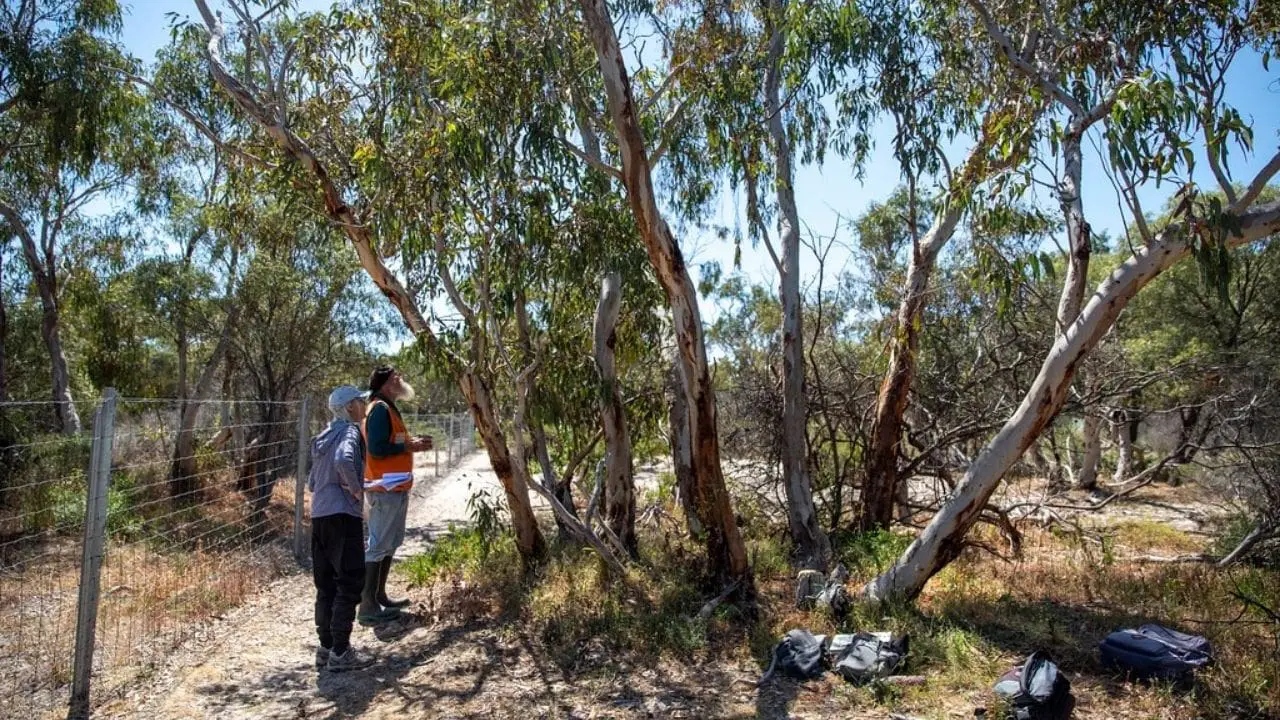 tree health assessment form