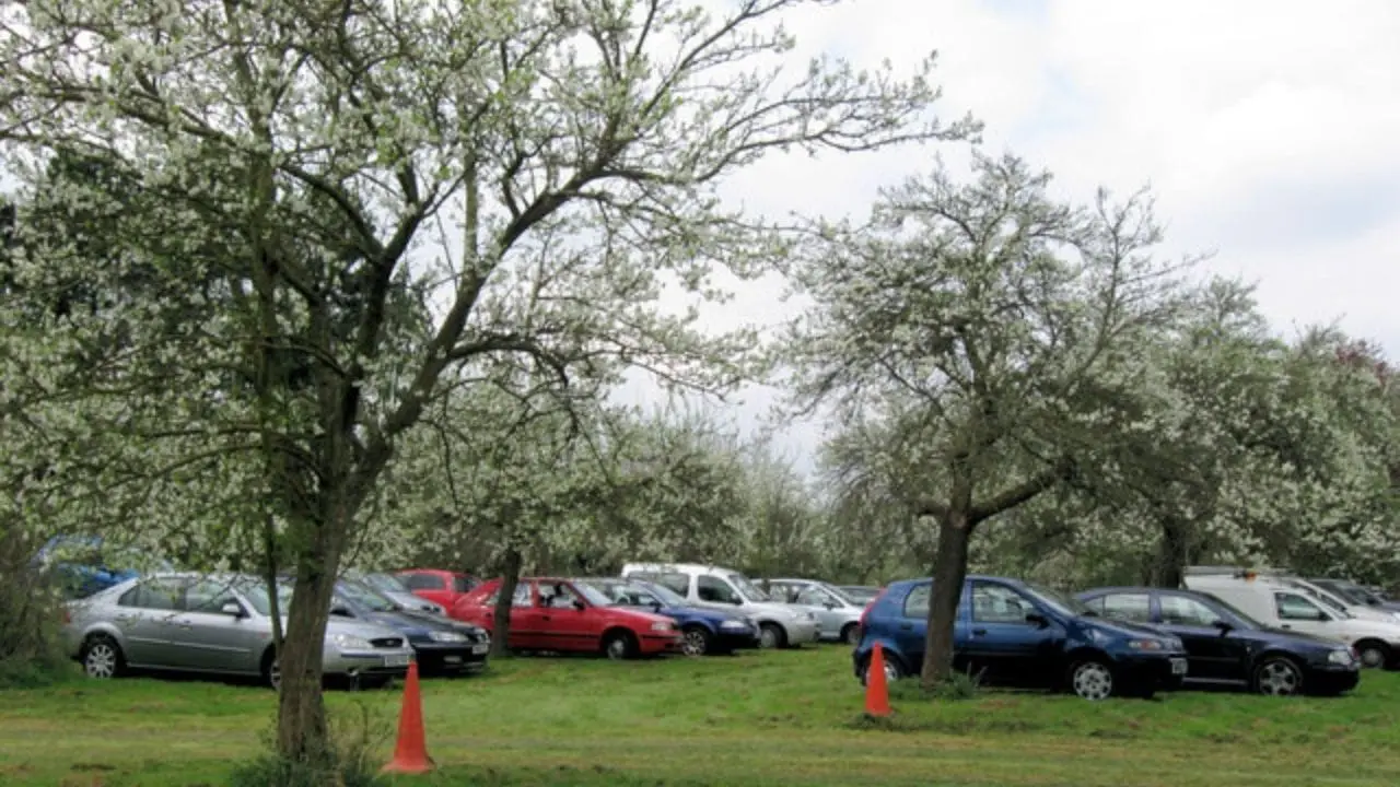 yard and tree maintenance near me