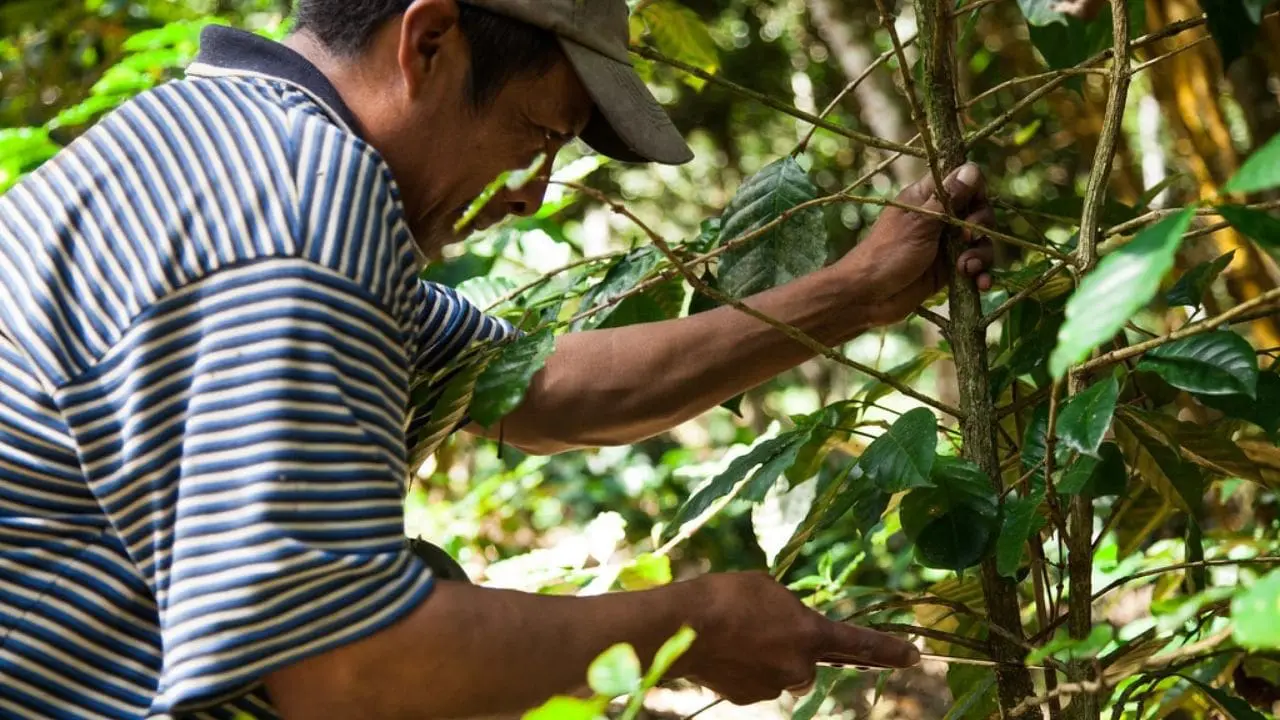 tree health grant