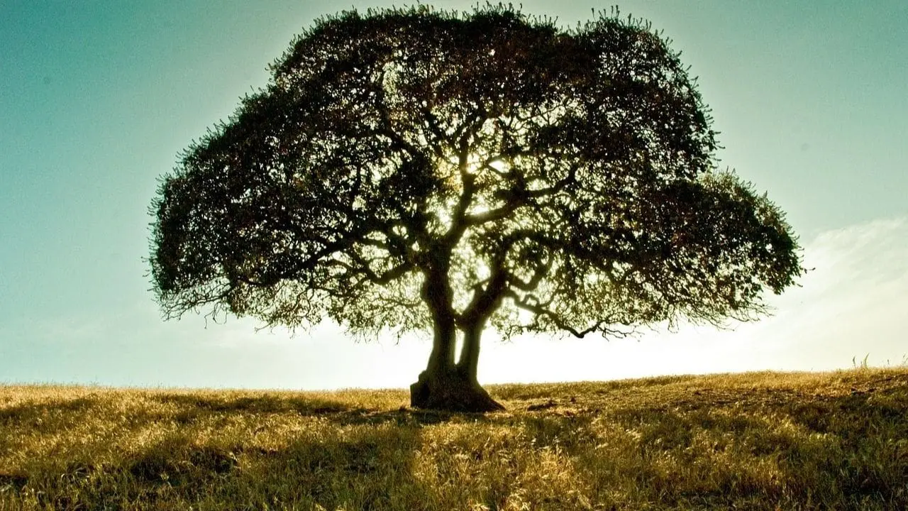 tree health & sports