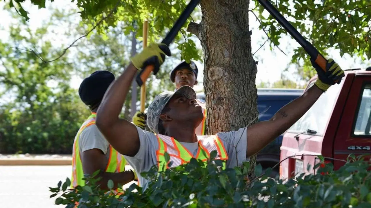 cheap tree maintenance service near me