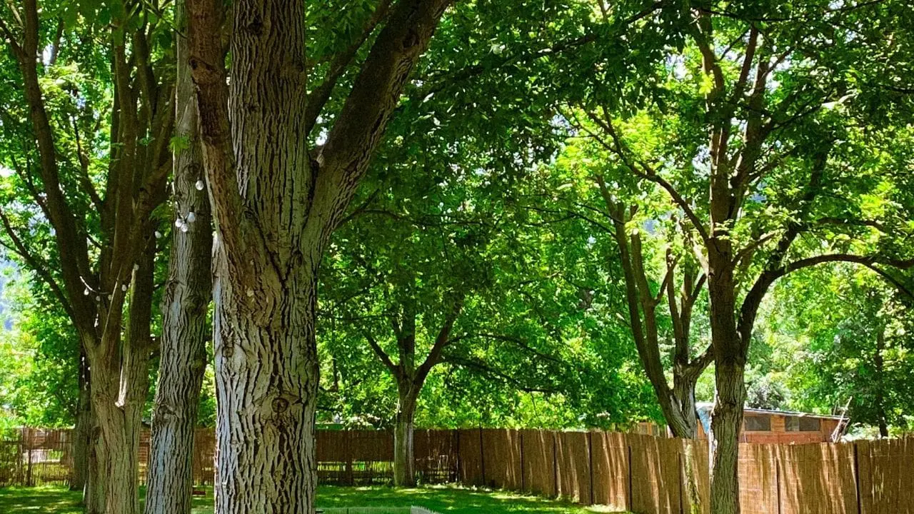 tree branches trimming