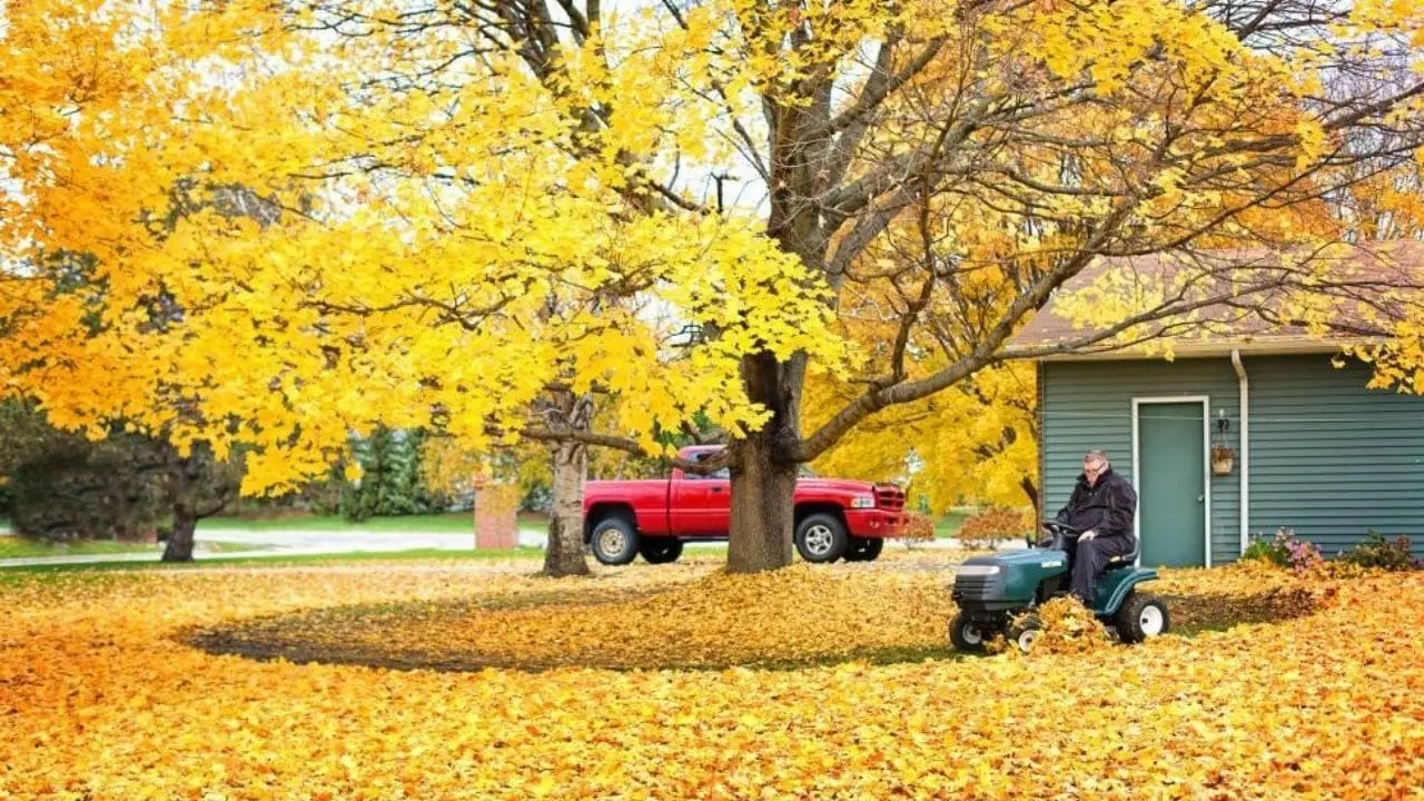 Tree Health and Maintenance