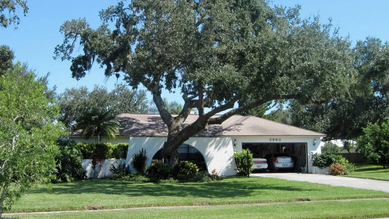 tree trimming service near me prices