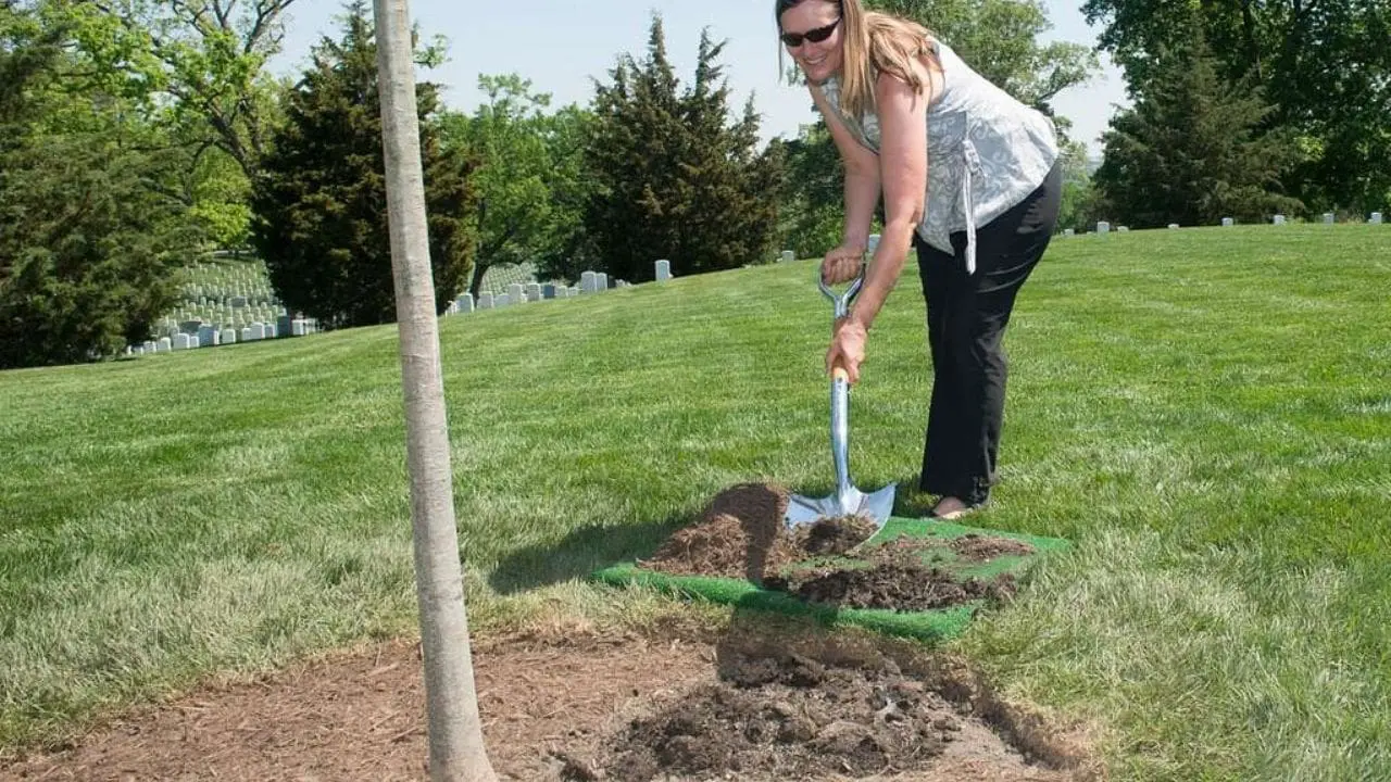 tree health services
