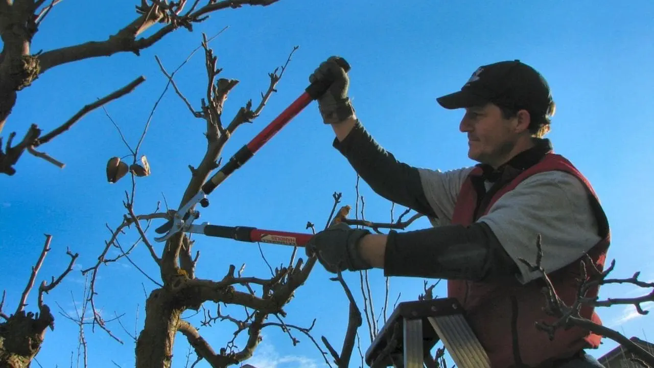 tree health pilot manual