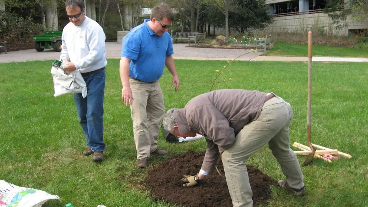 tree maintenance tips