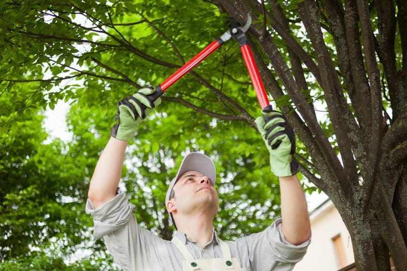 tree trimming service raleigh