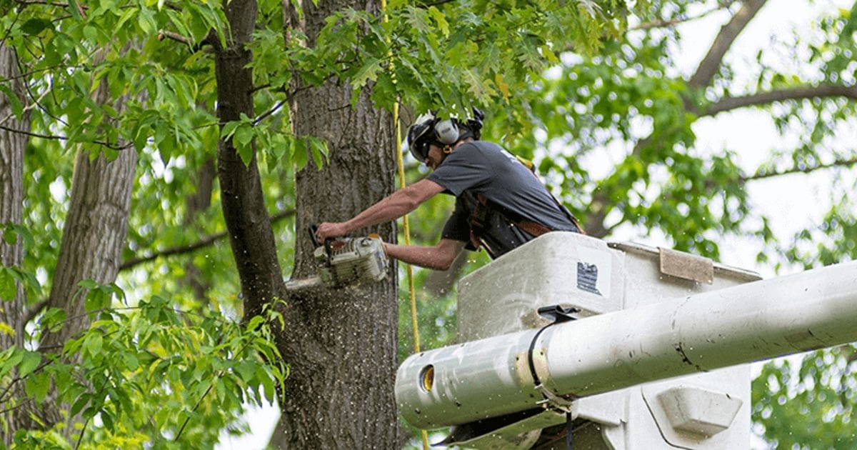 tree trimming tools rental