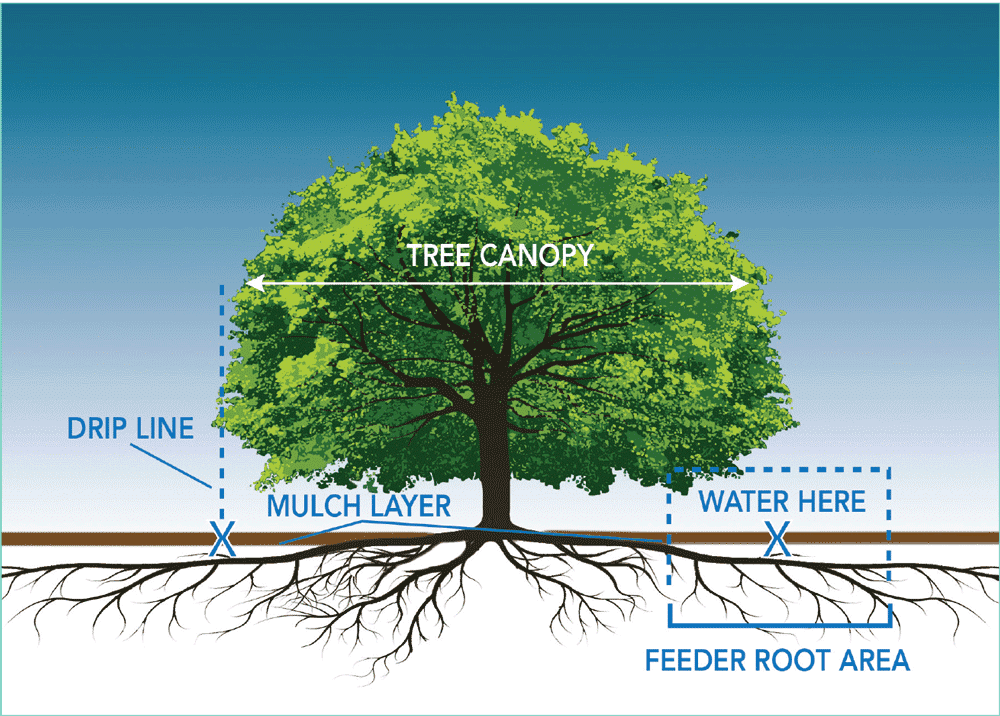 tree trimming service near me 78717