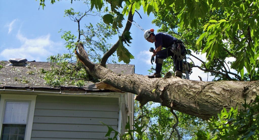 tree trimming service near me