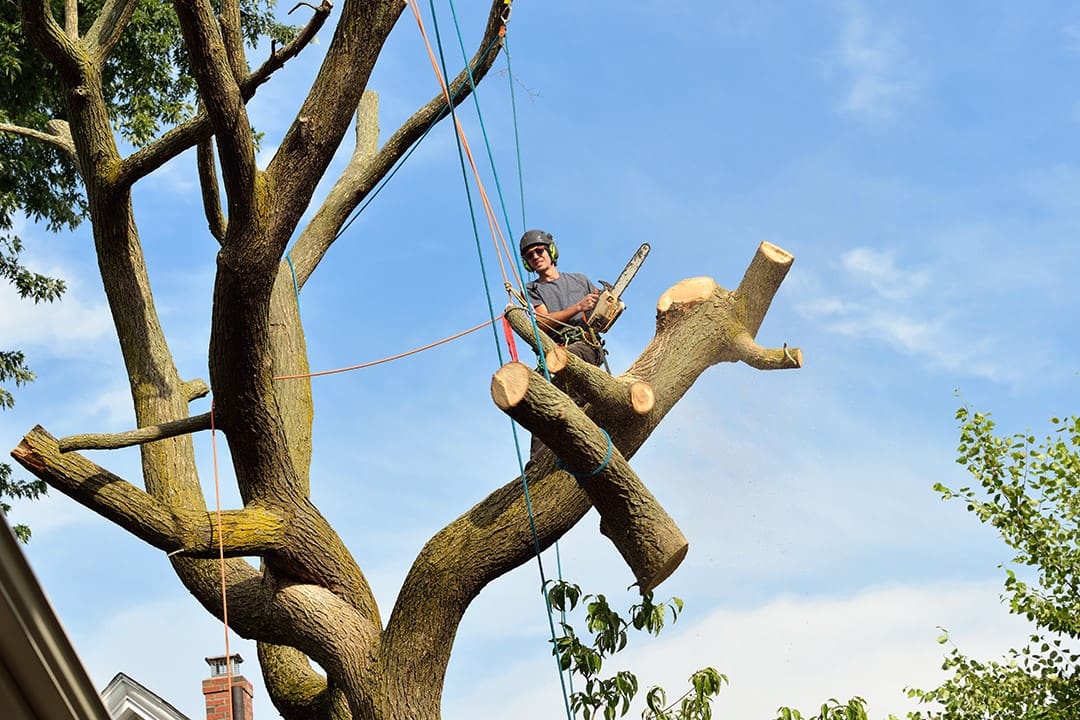 tree trimming service near me prices