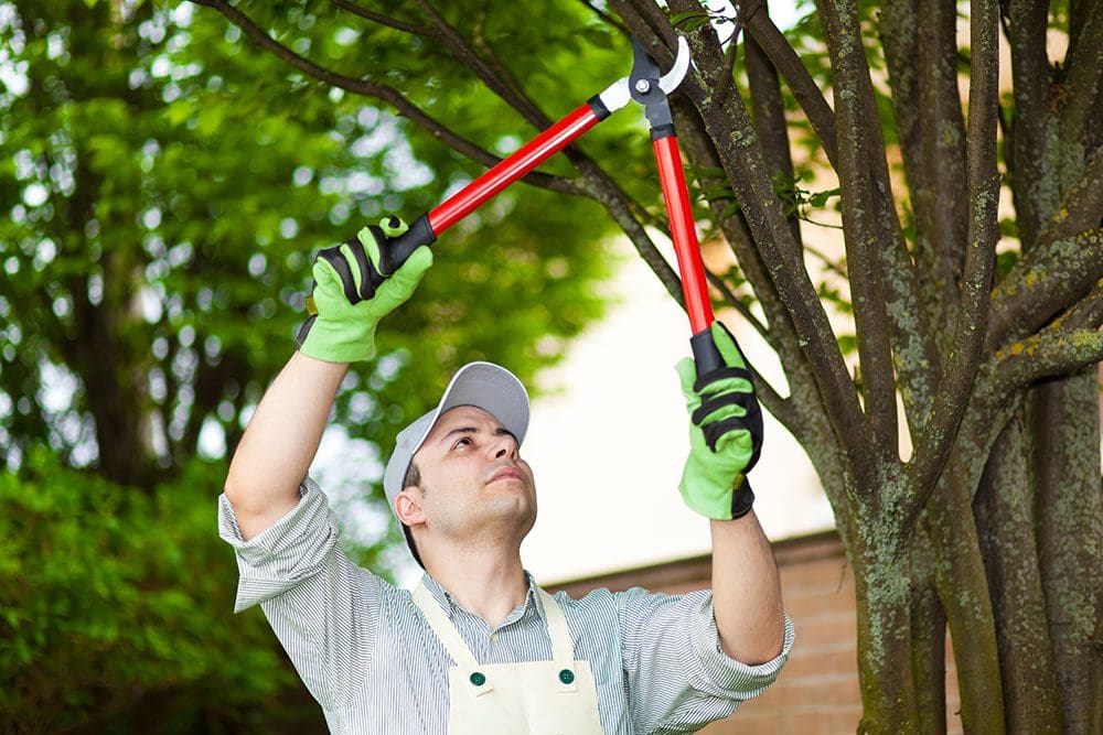 tree trimming service apple valley mn