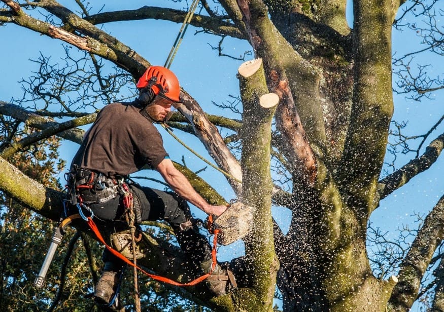 what is tree trimming called