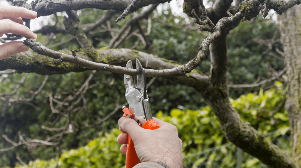 tree trimming service near me reviews