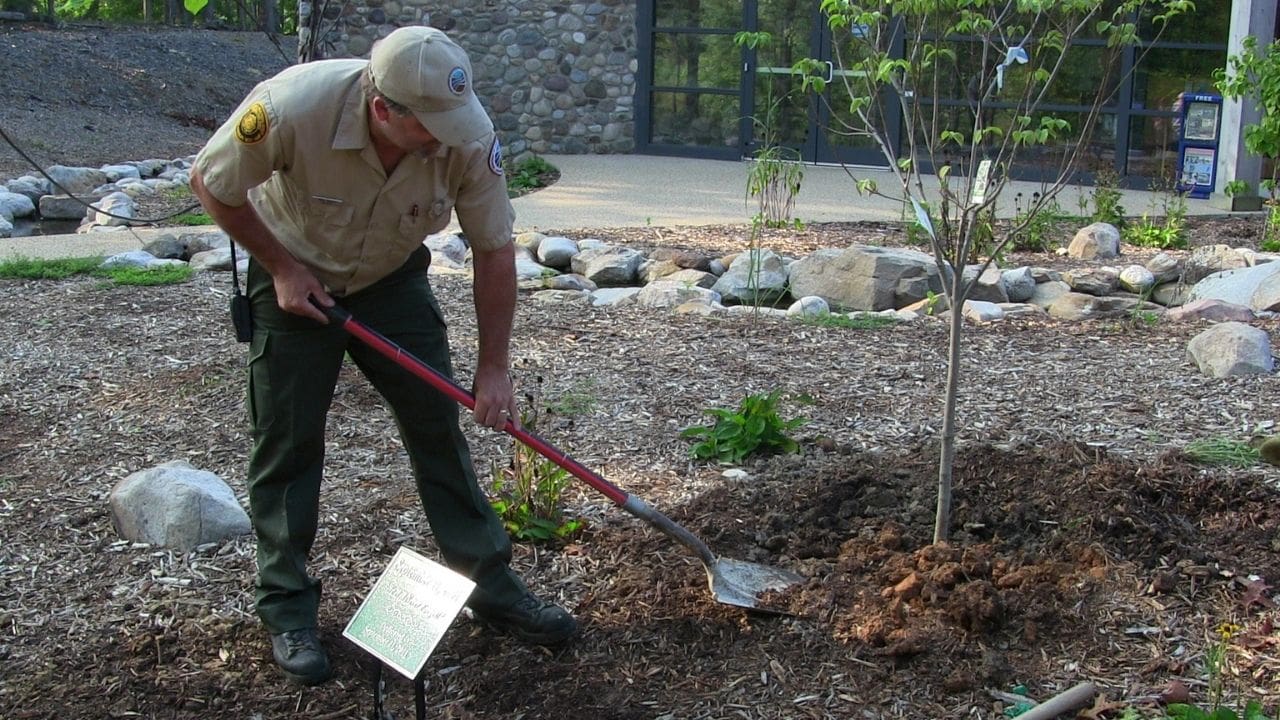 bonsai tree care and maintenance