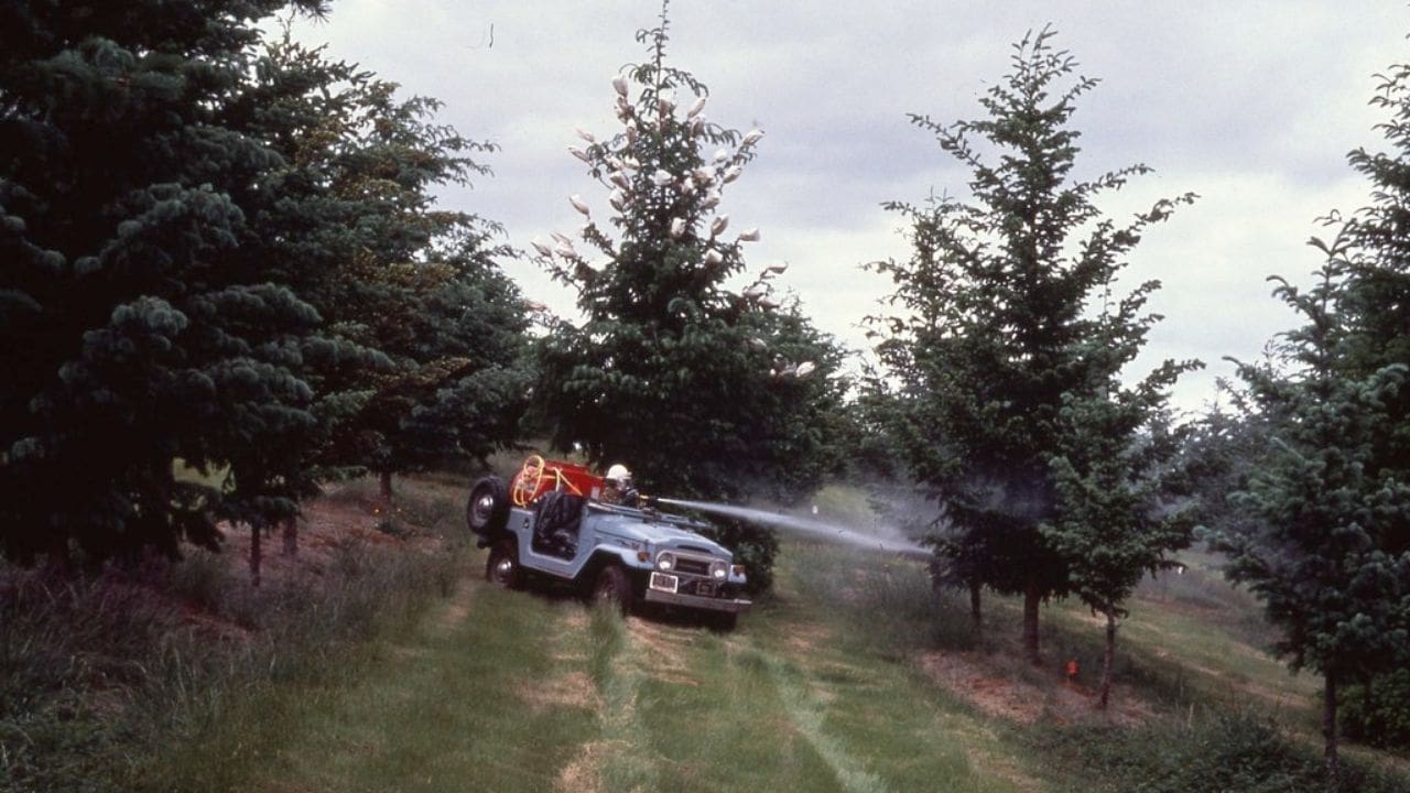 tree maintenance services san antonio