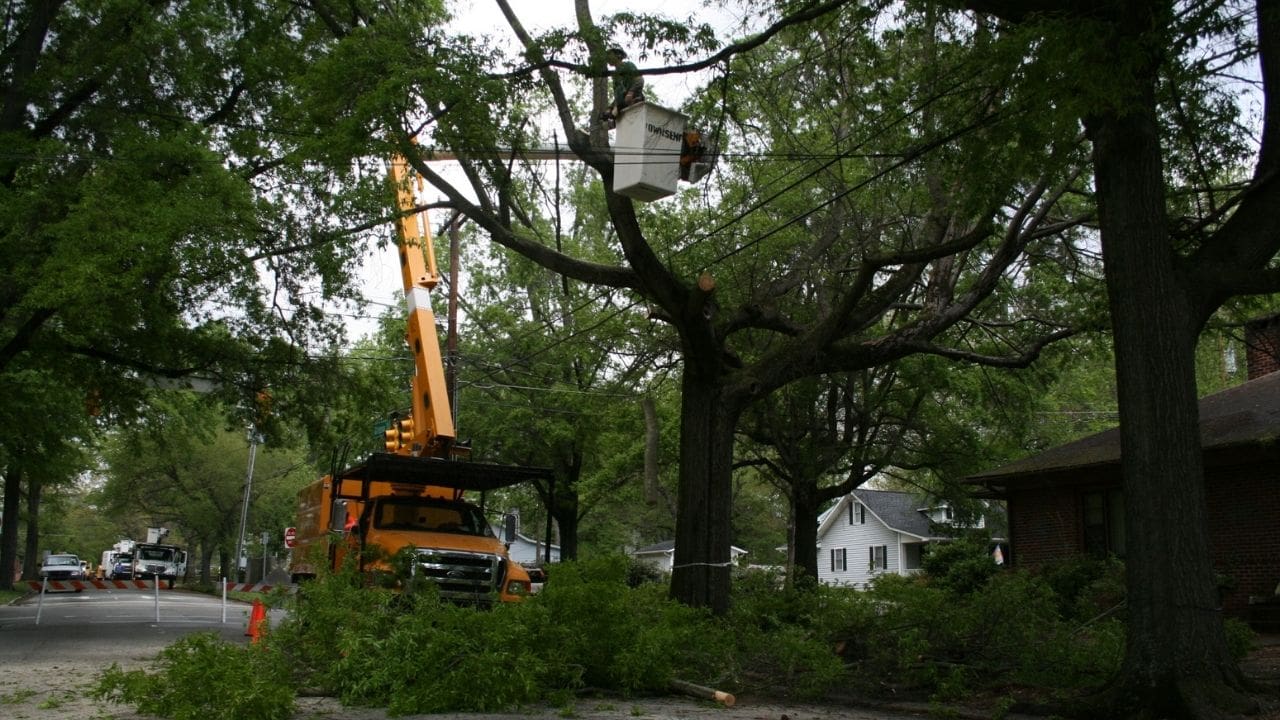tree maintenance services miami