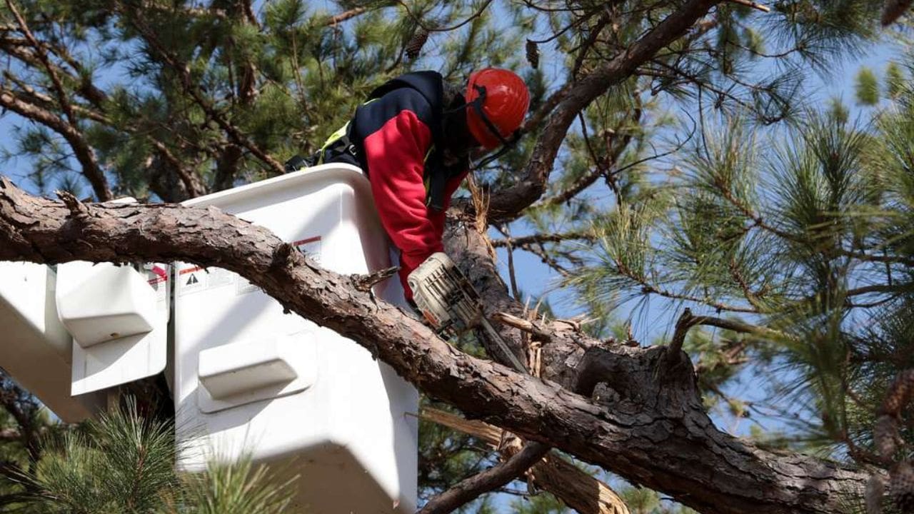 Electrifying Safety Mastering Tree Pruning And Removal For Utility