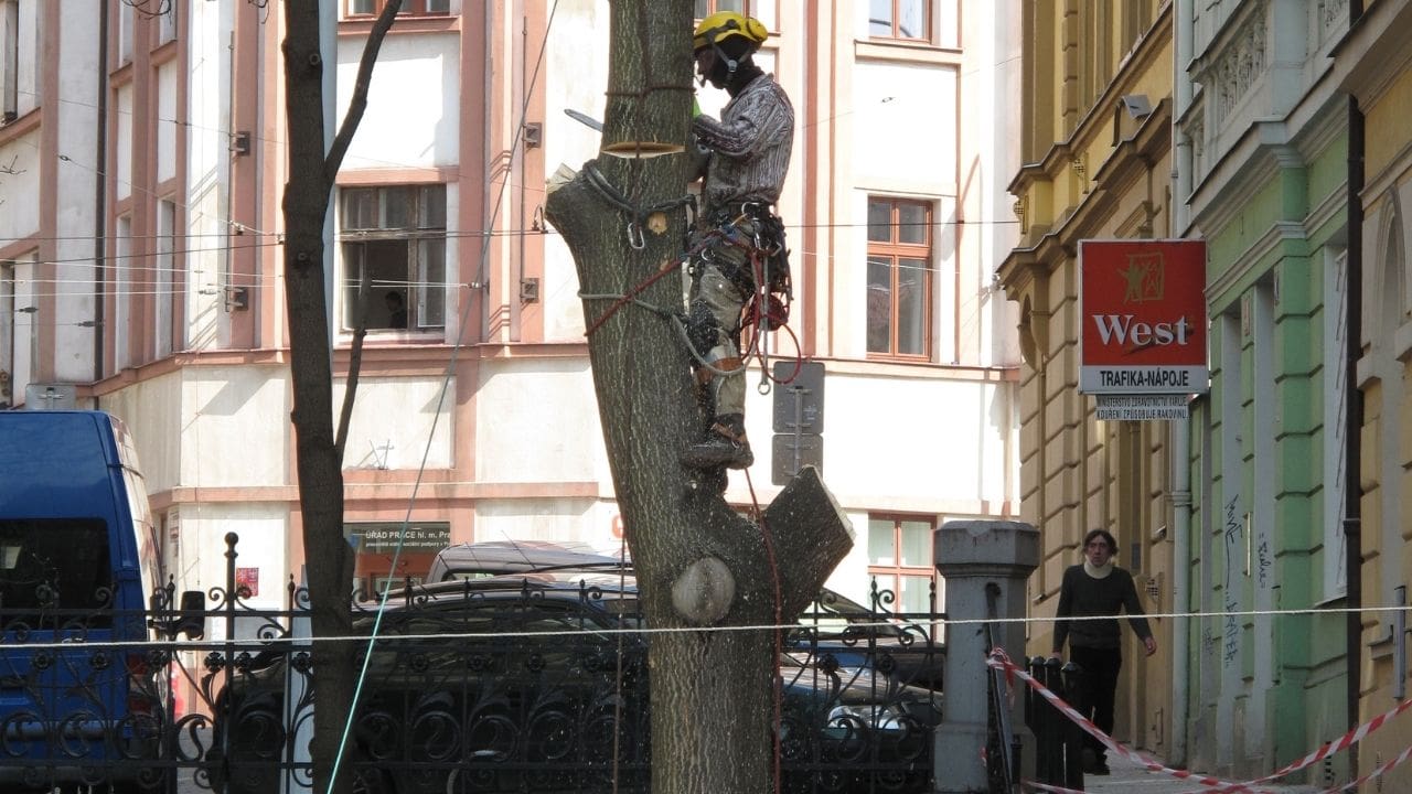 Safe And Sound In The Canopy Mastering Tree Pruning And Removal Safety