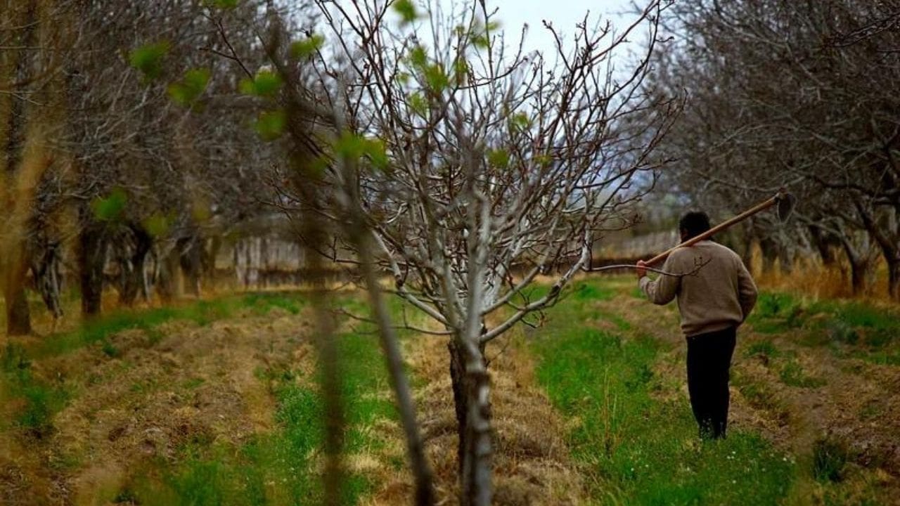 hydrangea tree care and maintenance
