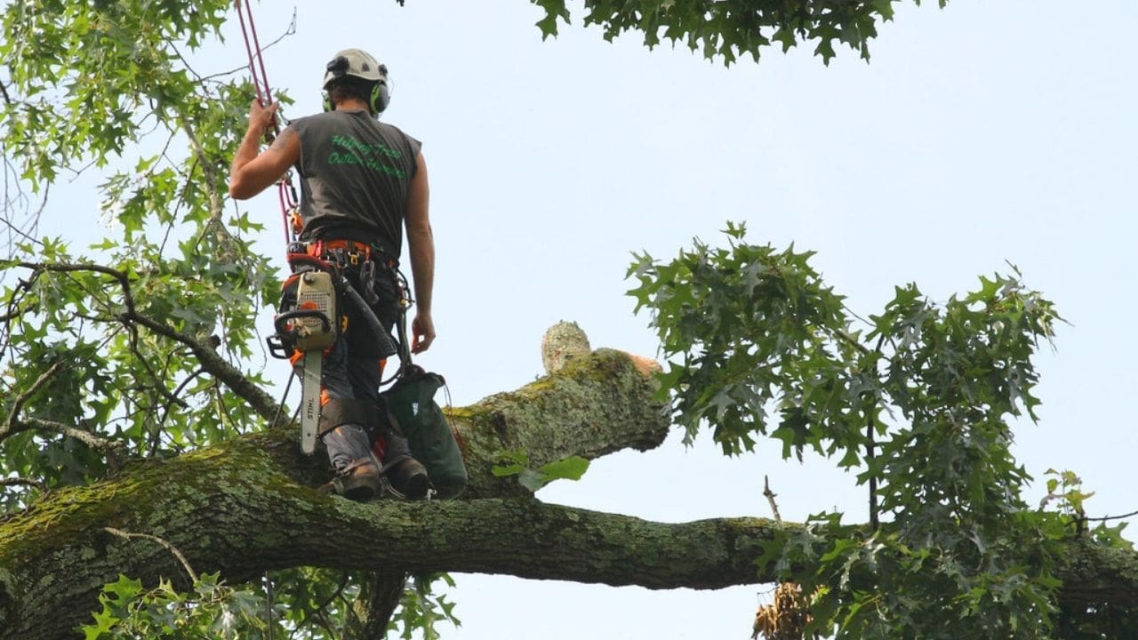 tree maintenance services